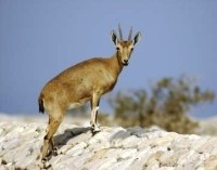 בחורף מטיילים בדרום:  88 מסלולים לטיולים רגליים במדבר ובדרום הארץ
